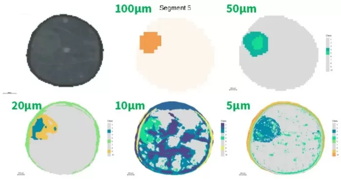 Segmentation of the embryonic axis and seed coat region at different resolutions